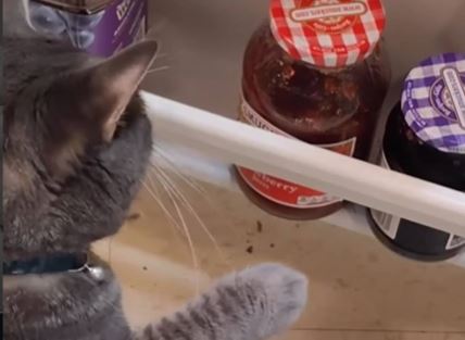 Snimak mačke koja mrzi teglu džema postao hit