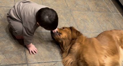Zlatni retriver i dete