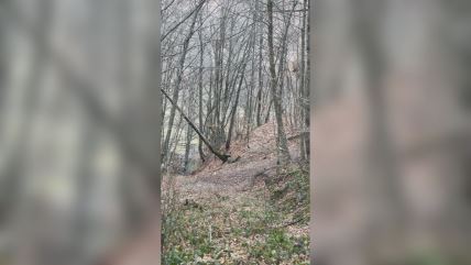 Lov u Ivanjici, šuma