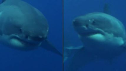 Viđen najveći mužjak velike bele ajkule na svetu.jpg