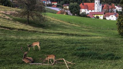 shutterstock_2267414671 copy.jpg