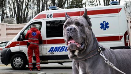 Kane korso i hitna pomoć