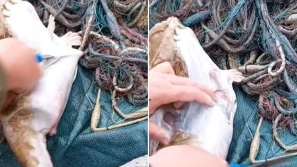 COMBO BOX 2 SLIKE.png