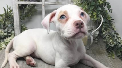 pas, alapaški plavokrvni buldog