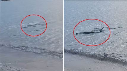 COMBO BOX 2 SLIKE.png