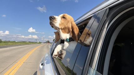 Bigl sa glavom van prozora u automobilu