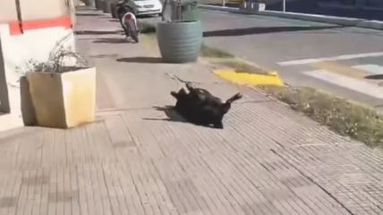 Pas spava na ulici.jpg