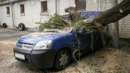 auto, drvo, oluja, nevreme, stablo