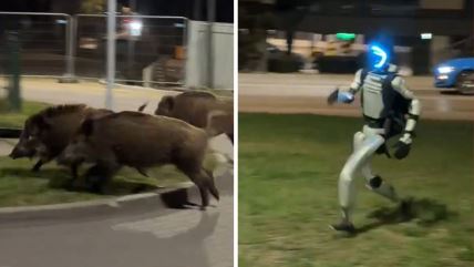 Robot koji tera divlje svinje