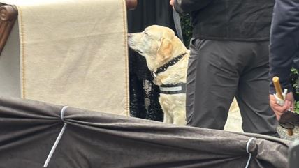 Pas Žuta na sahrani Duška Vujoševića  (1).jpg