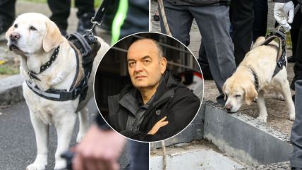 Pas Žuta Duška Vujoševića