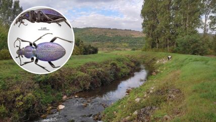 Veliki ljubičasti trčuljak