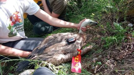 FOTO Saša Preradović - Fondacija za zaštitu ptica grabljivica 1 copy.jpg