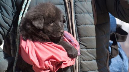 pas, tibetanski mastif.jpg