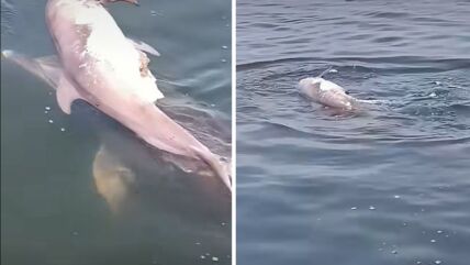 delfin