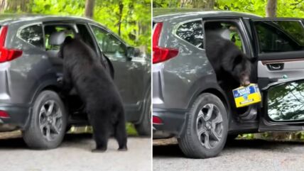 Medved provalio u auto i pobegao s paketom piva.jpg