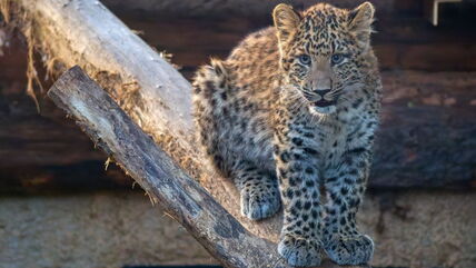 kineski leopard