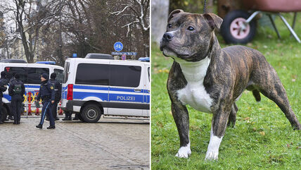 Pas, policija, nemačka policija, Nemačka, staford terijer