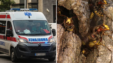 ujed osa, stršljena i pčela.jpg