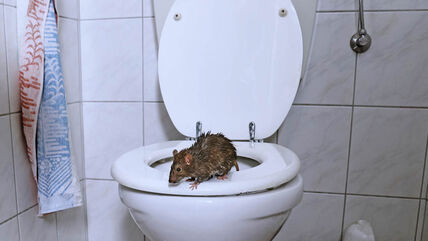 Pacov na wc šolji