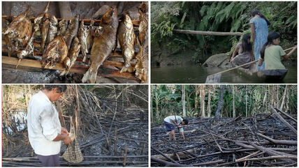 Tsimane