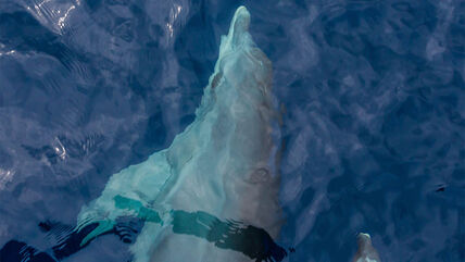 delfin