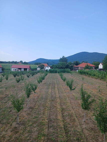 zasad šljive (3).jpg