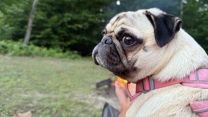 Mops gleda unazad