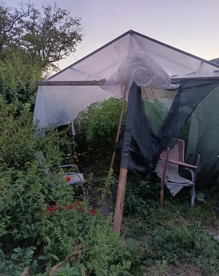 Plantaža marihuane u Nikšiću