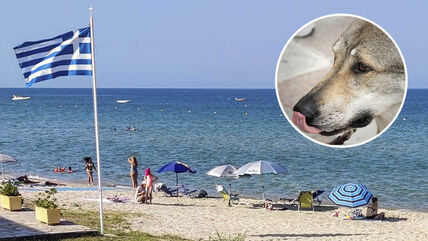 Grčka, plaža, more, letovanje, vuk