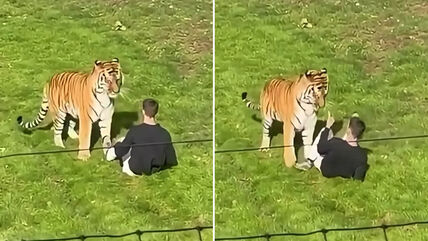 Tigar ubio čoveka u zoo vrtu
