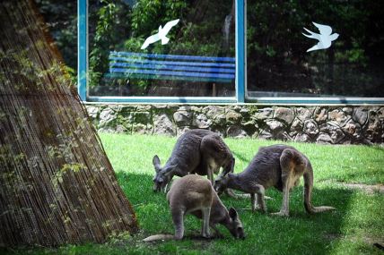 Beograđanin 16 godina živi u Australiji