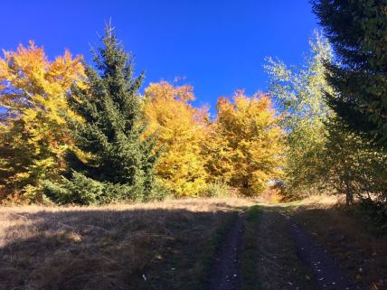 Arheolozi našli 11 gradova na Kopaoniku i Radanu