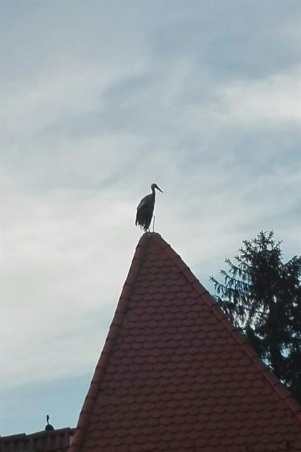 Rode u Vojvodini stradaju od strujnih udara