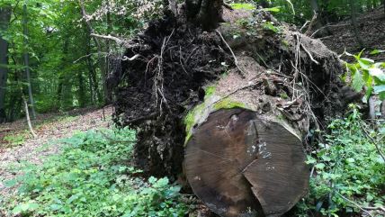 Fruška gora seča šuma na Fruškoj gori