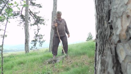 katran katrandžija Zlatibor lek smola bor drvo