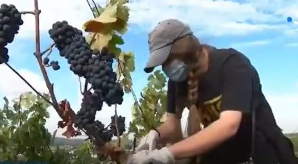 vino srbi grožđe berba francuska pariz