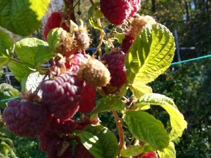 maline u oktobru malinari voćnjak požega velika jezevica