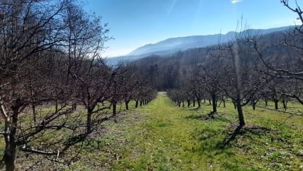 berba sezonski rad zarada i uslovi