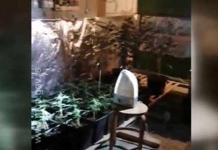 laboratorija droge akcija policije hapsenja marihuana