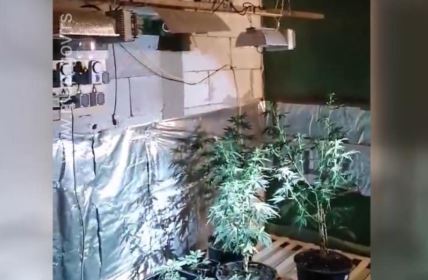 laboratorija droge akcija policije hapsenja marihuana