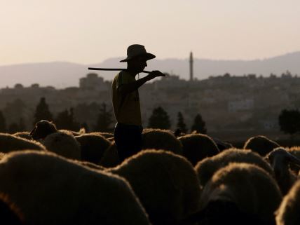 uzgajanje i cuvanje ovaca zarada cena plata cobanina