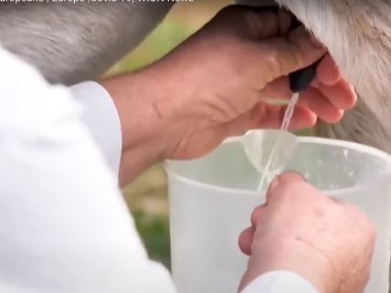 Koje je mleko najzdravije