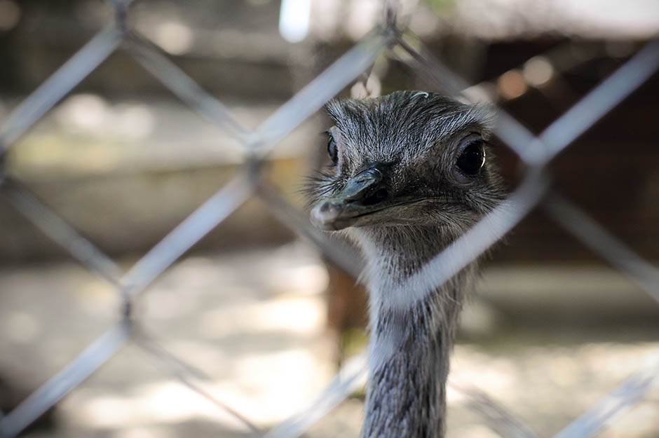 beo zoo vrt zoološki vrt fotografije