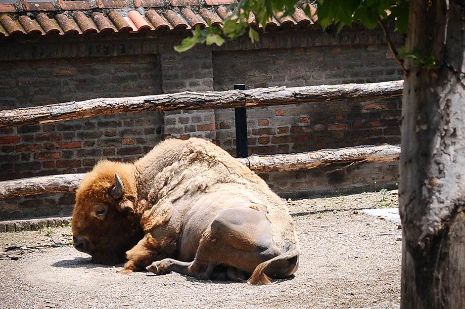 beo zoo vrt zoološki vrt fotografije