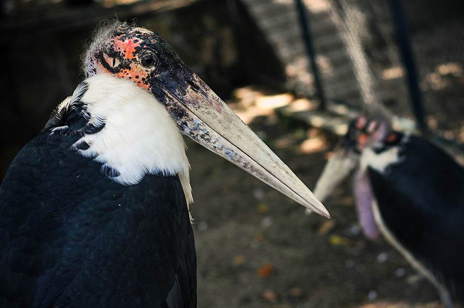 beo zoo vrt zoološki vrt fotografije