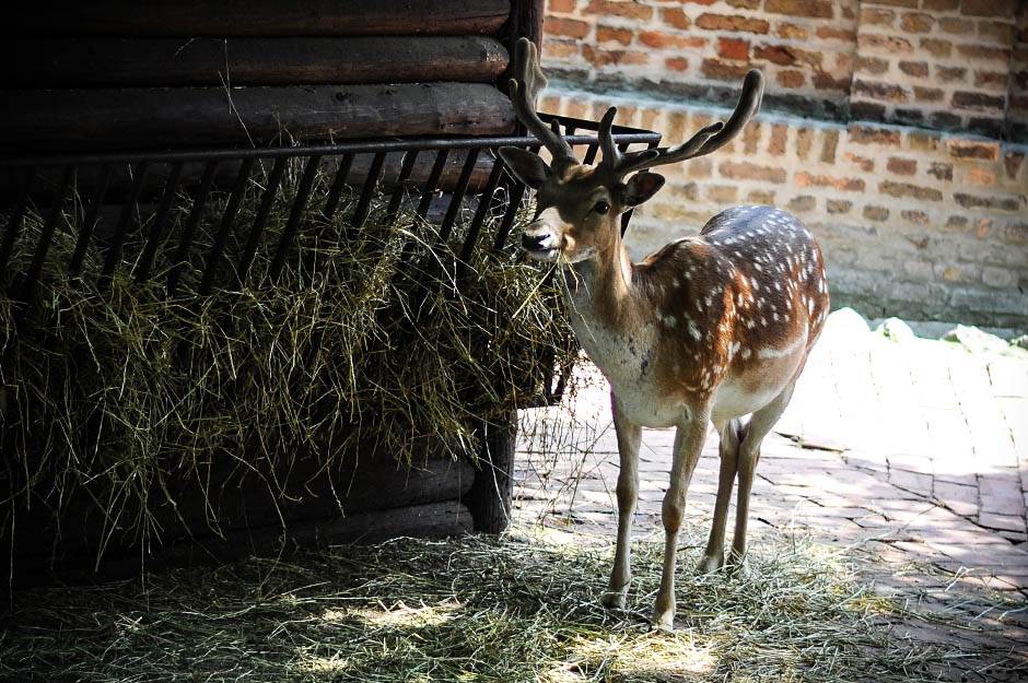 beo zoo vrt zoološki vrt fotografije