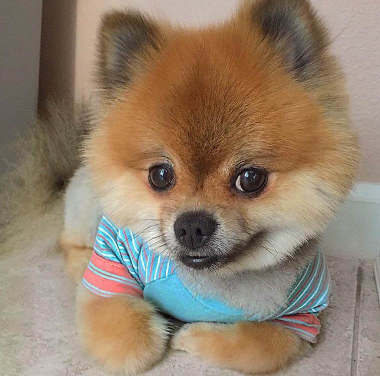 Zašto je dobro imati kućnog ljubimca