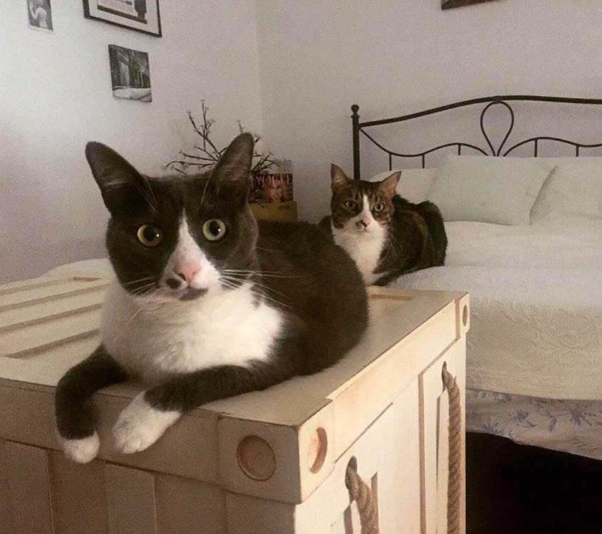 Zašto je dobro imati kućnog ljubimca