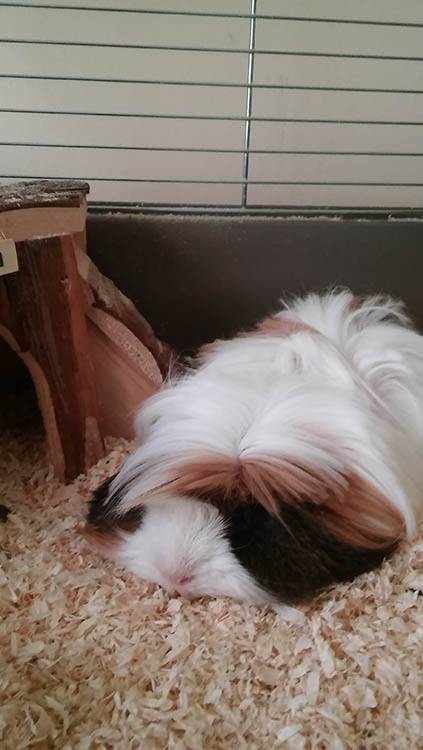 Zašto je dobro imati kućnog ljubimca